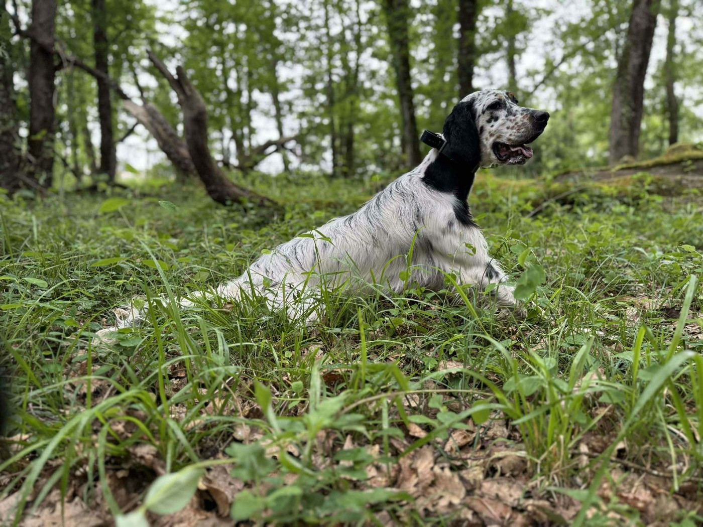 Vixen des Cabanes Tchanquées